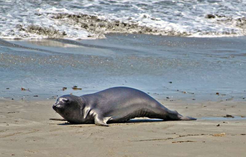 How some mammals pause their pregnancies