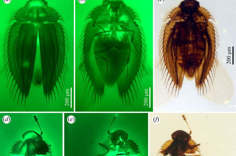 Two tiny beetle fossils offer evolution and biogeography clues