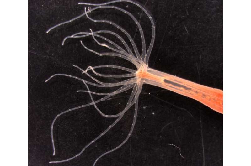 Scientists discover how jellyfish know when to sting