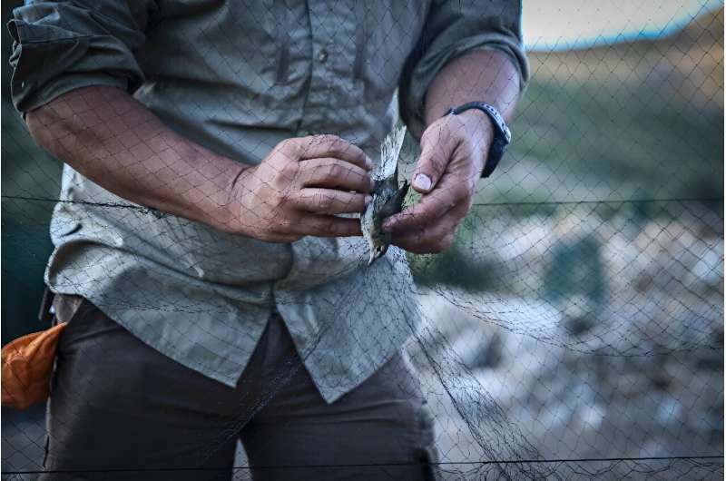 A Garden Wabler is removed from a mist net near an Antikythera Bird Observatory station