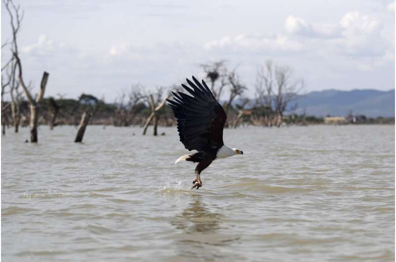 African migratory birds threatened by hot, dry weather