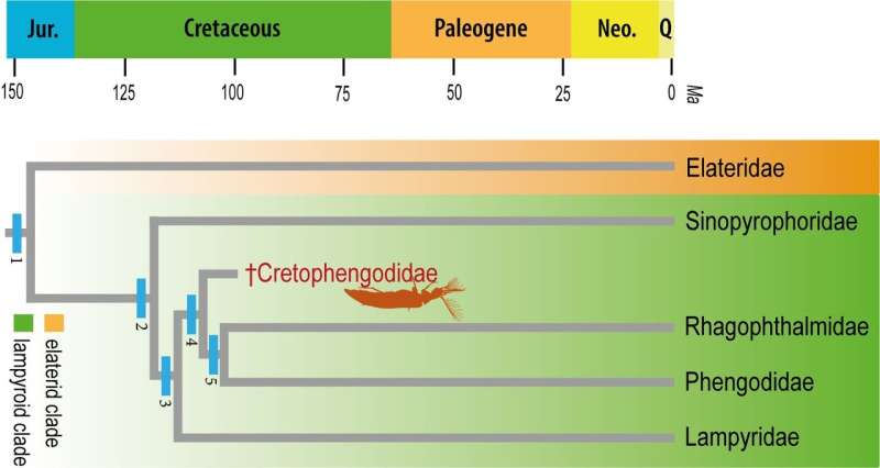 Cretaceous amber fossil sheds light on bioluminescence in beetles