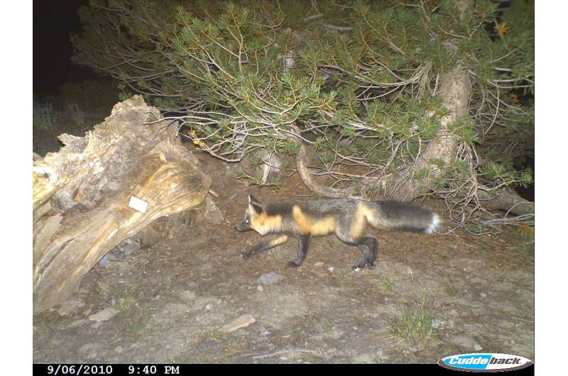 DNA found in poop helps scientists learn about secretive fox