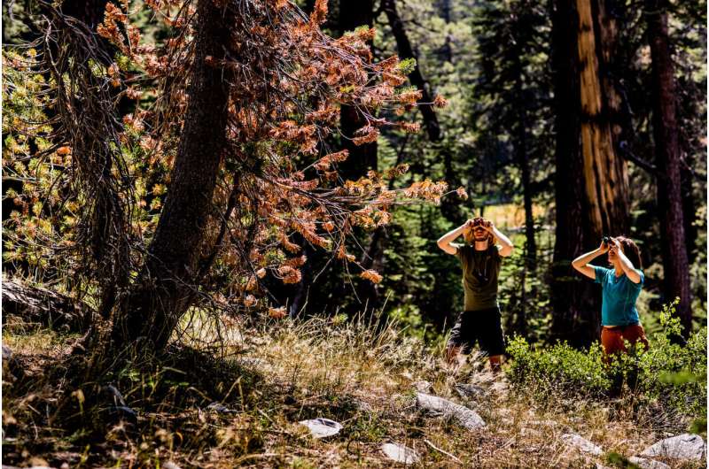 Drought and climate change shift tree disease in sierra nevada
