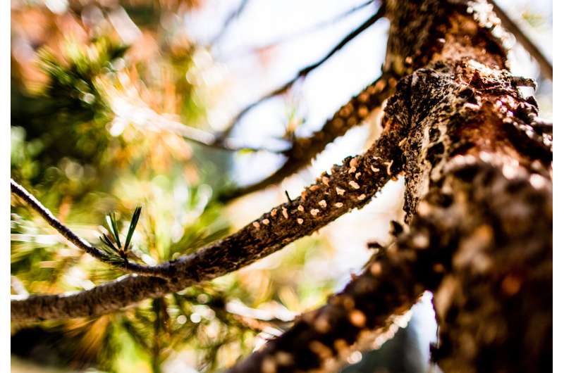 Drought and climate change shift tree disease in sierra nevada
