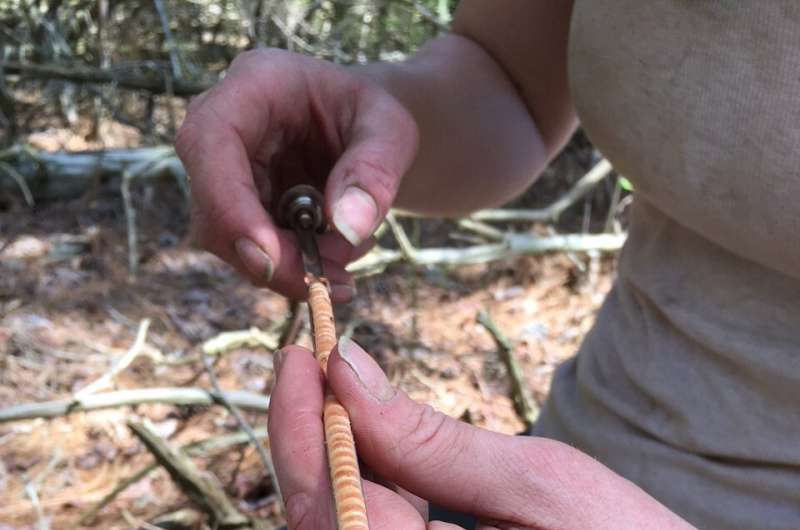 Rising waters, waning forests: How scientists are using tree rings to study how rising sea levels affect coastal forests