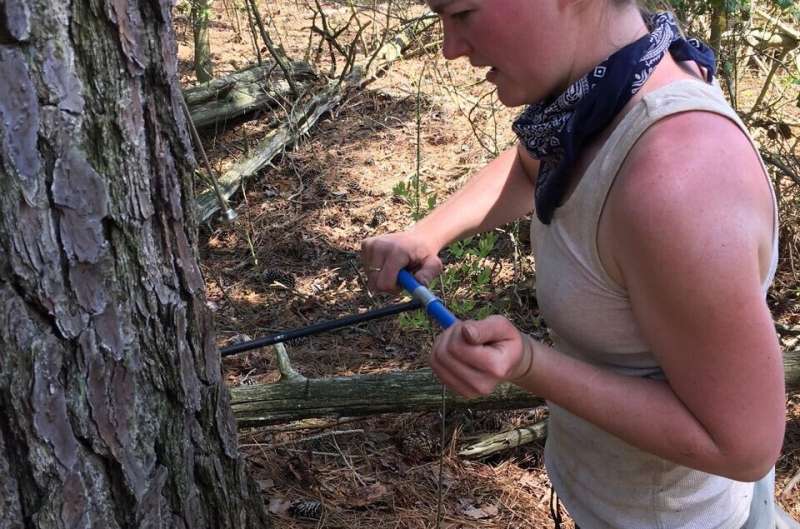 Rising waters, waning forests: How scientists are using tree rings to study how rising sea levels affect coastal forests