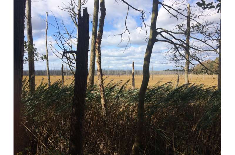 Rising waters, waning forests: How scientists are using tree rings to study how rising sea levels affect coastal forests