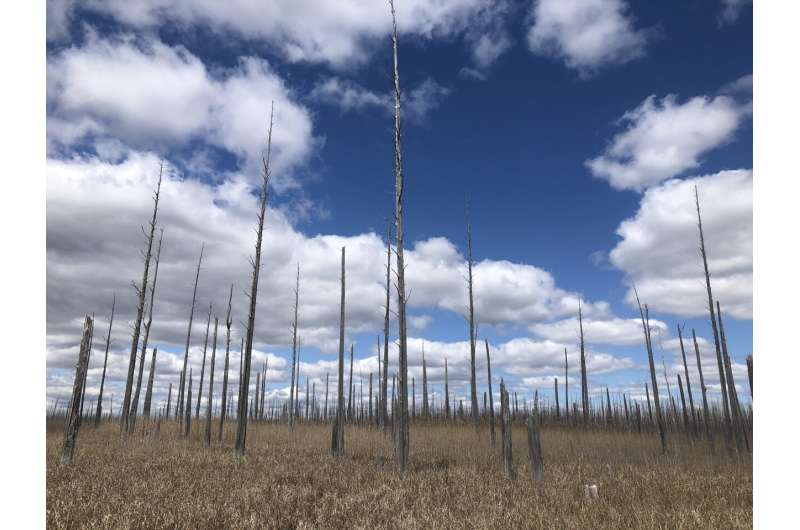 Rising waters, waning forests: How scientists are using tree rings to study how rising sea levels affect coastal forests