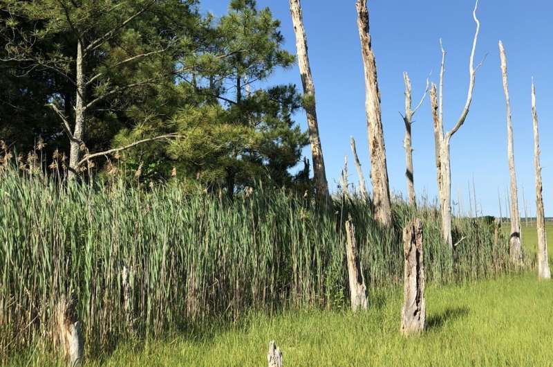 Rising waters, waning forests: How scientists are using tree rings to study how rising sea levels affect coastal forests