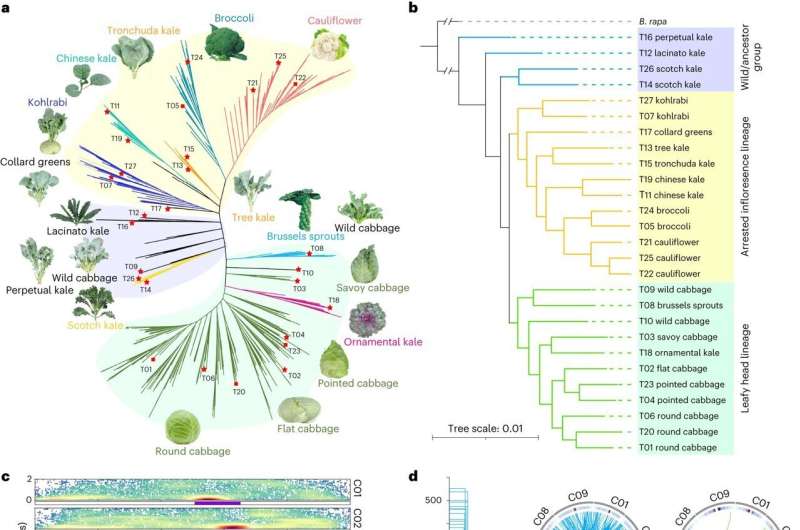 Scientists discover 'jumping genes' determine cabbage's exterior