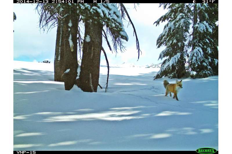 Study provides foundation for protecting rare fox in Cascades, Sierra Nevada