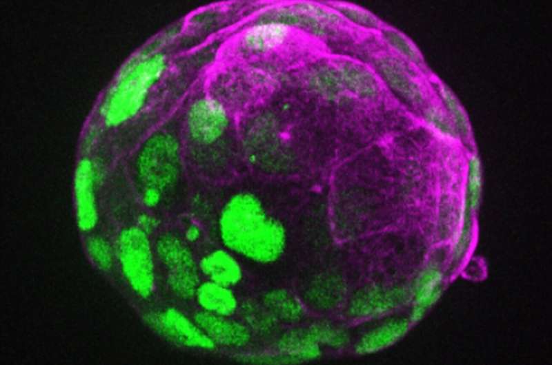 The beginning of life: The early embryo is in the driver's seat